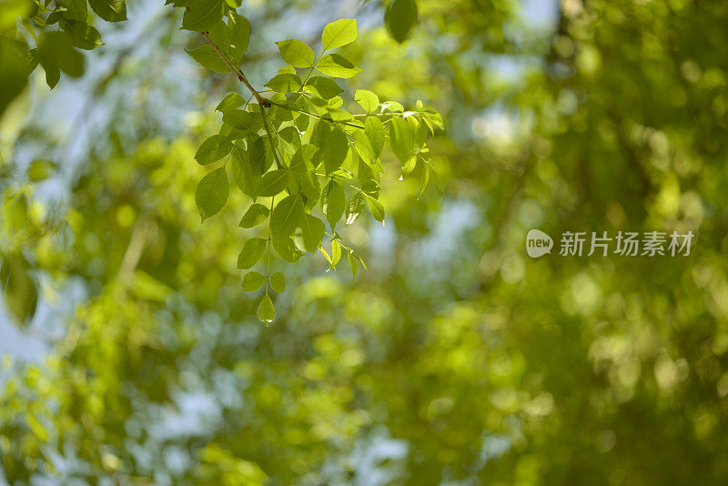 季节:SPRINGTIME (Apo sonnar 135mm f2)